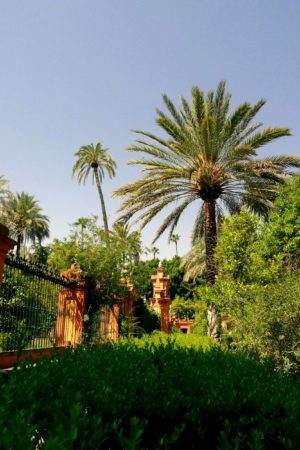 Palmen im Park des Alcazar von Sevilla