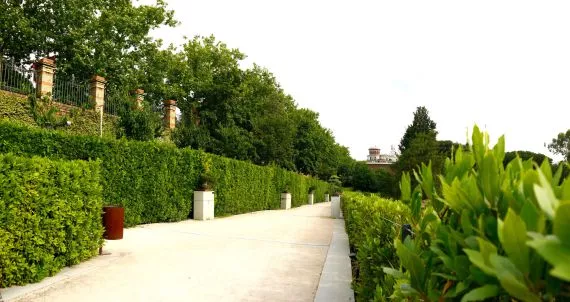 Hecke mit Bonsais im botanischen Garten von Madrid