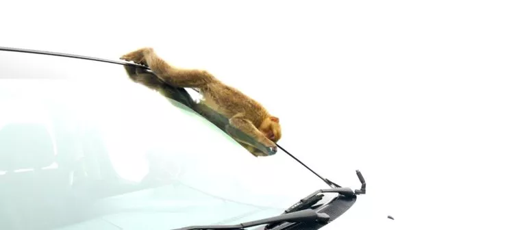 Ein Affe der auf einem Auto runter rutscht auf Gibraltar