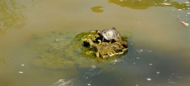 Wasserschildkröte im Retiro Park