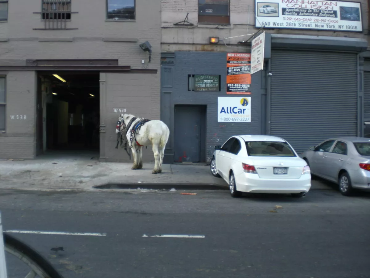 Ein Pferd steht neben zwei Autos auf dem Bürgersteig