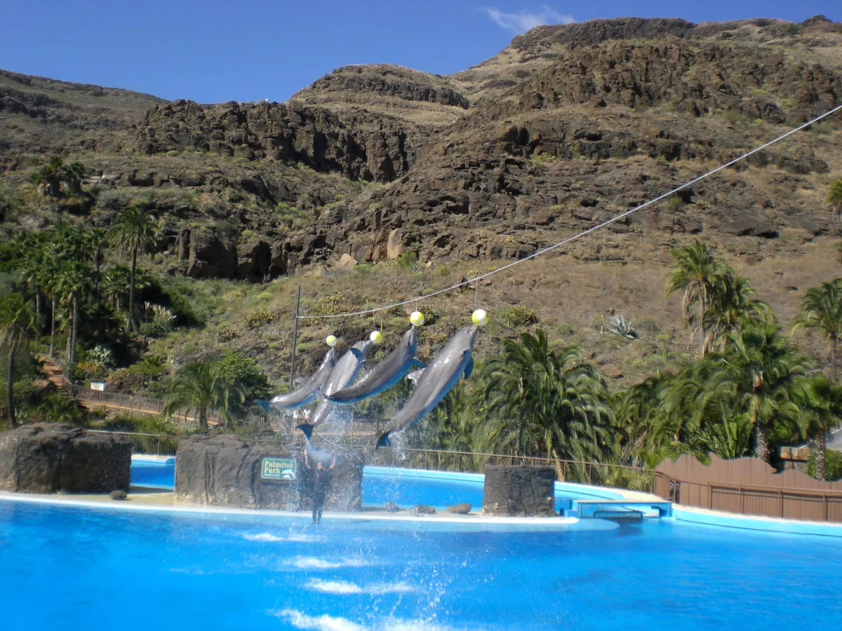 vier Delfine springen bei der Delfinshow des Palmitos Park aus dem Wasser.