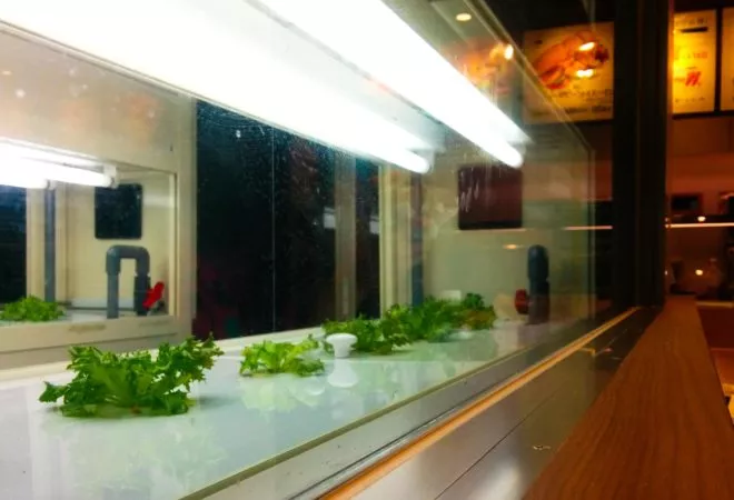 Künstliche Salatplantage im Subway 831 lab