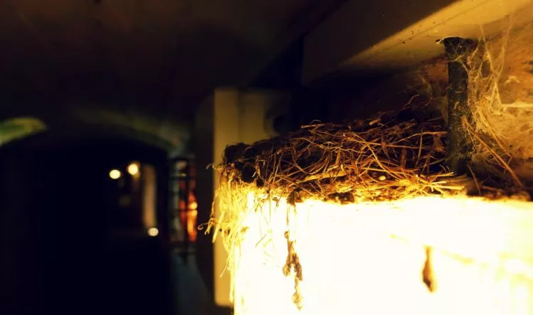 Schwalbennest über einer Lampe in einem Bunker aus dem 2. Weltkrieg