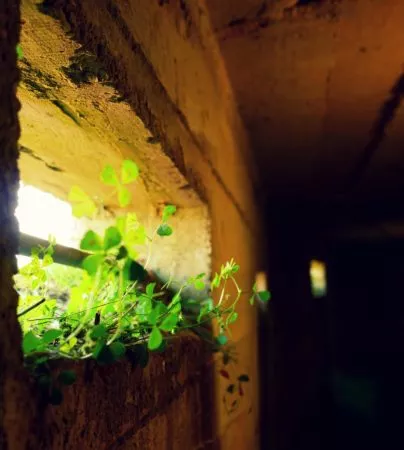 Pflanzen in einem Beobachtungsschlitz in einem Bunker aus dem 2. Weltkrieg