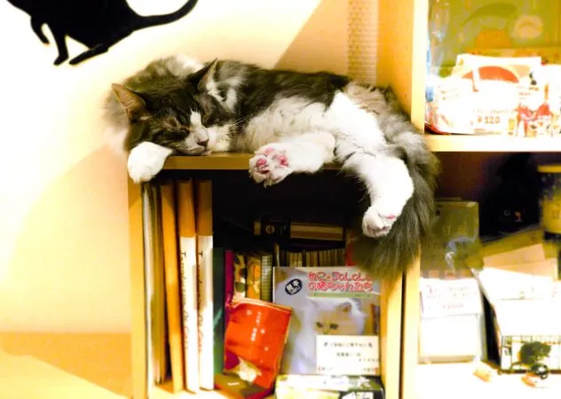 Schlafende Katze auf einem Bücherregal