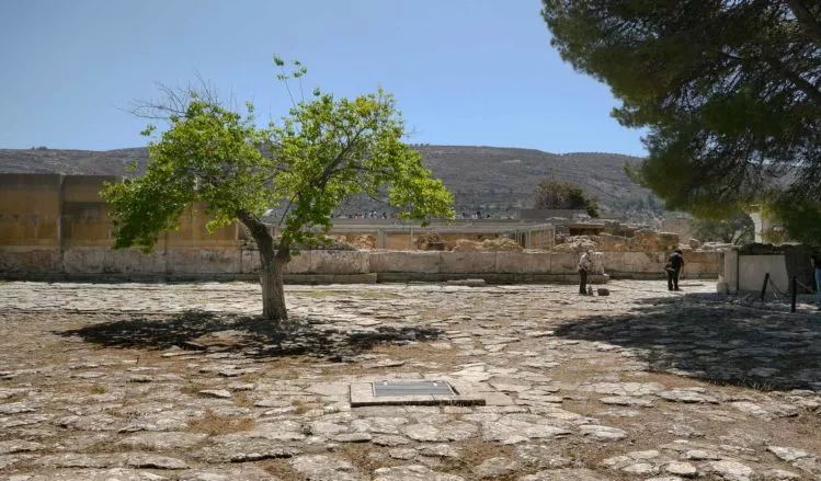 Baum auf einem Steinplatz beim Palast von Knossos