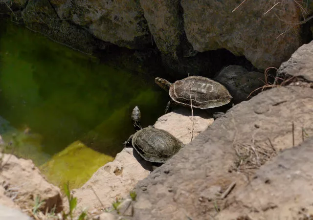 Schildkröten in einem Tümpel