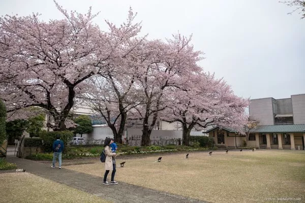 Jiyugakuen Myonichikan Mädchenschule mit Kirschbäumen