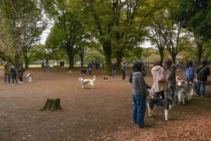 Japaner mit Hunden im Park