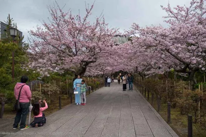 Kirschbäume beim Kenchō-ji Tempel