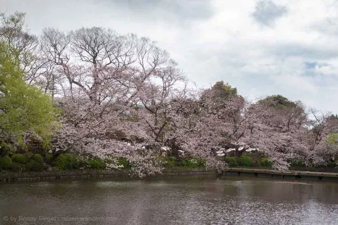 See mit Kirschbäumen beim Tsurugaoka Hachiman-gū Schrein