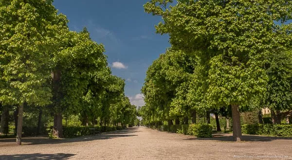 Bild: Allee im Schönbrunner Schlosspark