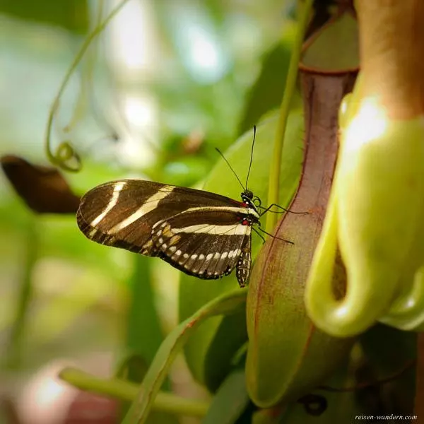 Bild: Schmetterling im botanischen Garten von Amsterdam