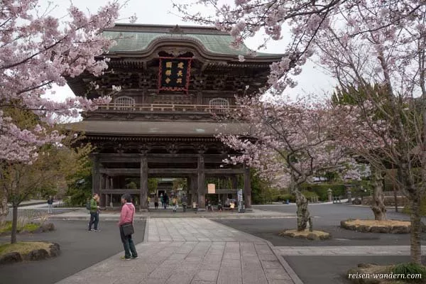Tempel mit Kirschbäumen in Kamakura