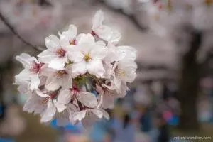 Kirschblüte zu Hanami in Tokio