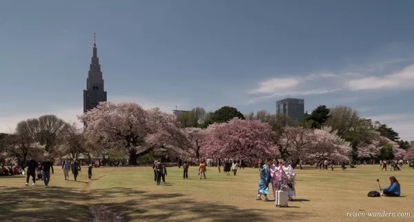 Shinjuku Gyoen Park zur Kirschblüte