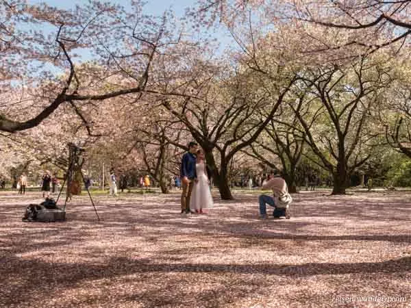 Fotograf zur Kirschblüte mit Paar im Shinjuku Gyoen Park in Tokio
