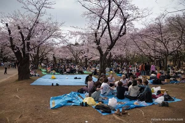Kirschblütenfest im Yoyogi Park
