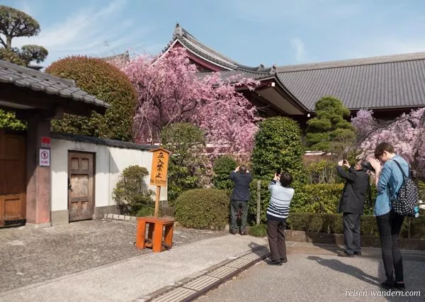 Kirschbaum am Zōjō-ji Tempel