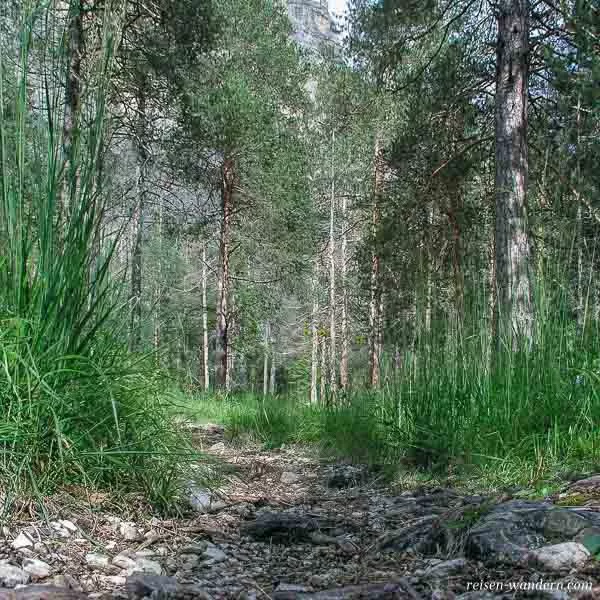 Waldweg am Fuße des Via Ferrata Michielli Strobel