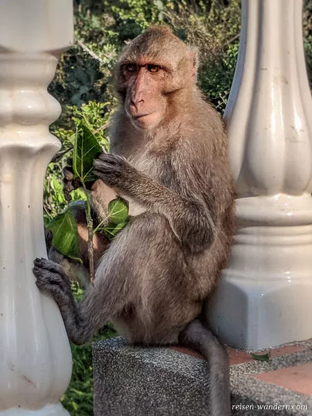 Sitzender Affe am Tempel Wat Khao Takiab