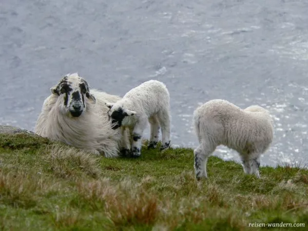 Schafe auf einer Wiese bei den Klippen