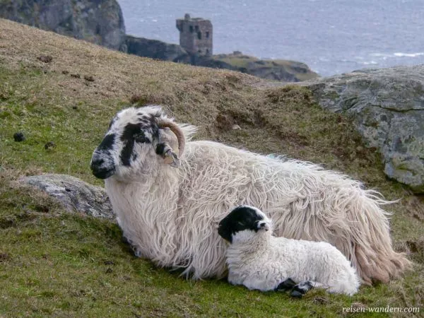 Irische Schafe vor dem Signalturm bei den Klippen