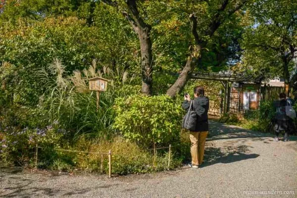 Japaner beim Fotografieren von Blumen im Mukojima Hyakka-en Gard