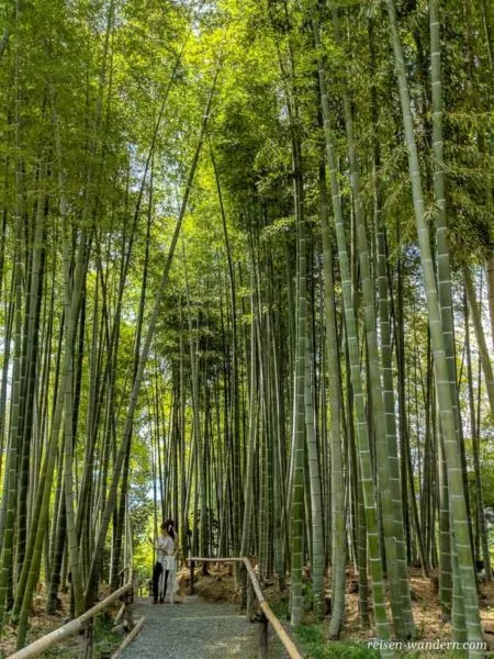 Bambuswald im Kōdaiji Tempel