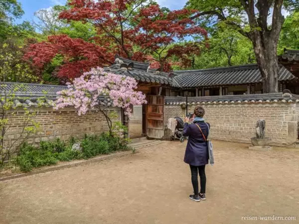 Fotografin vor blühendem Baum im Secret Garden des Changdeokgun