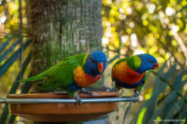 Papageien im Loro Park