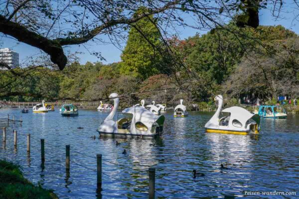 Schwanen-Tretboote auf dem See im Inokashira Park