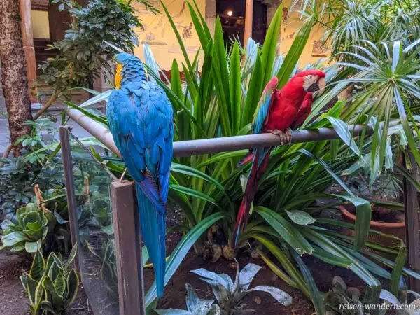 2 Papageien im Kolumbushaus in der Altstadt von Las Palmas