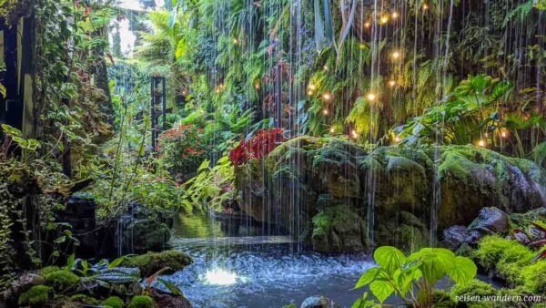 Wasserfall und Dschungelpflanzen im Cloud Forest
