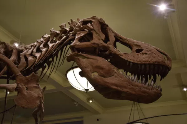 Die Nachbildung eines T-Rex-Skeletts
