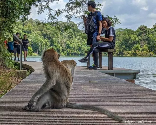 Affen auf Weg im MacRitchie Reservoir