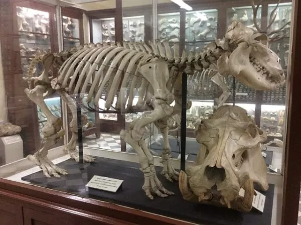 Tierskelett im Museum von Ghar Dalam