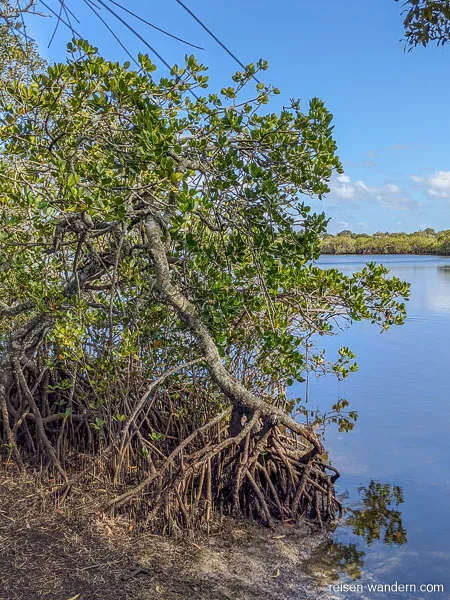 Mangrove in Noosa Heads an der Sunshine Coast
