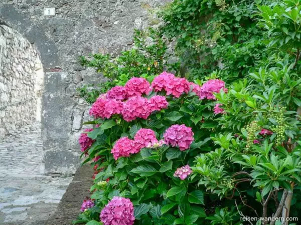 Blumen am Castello Drena am Gardasee