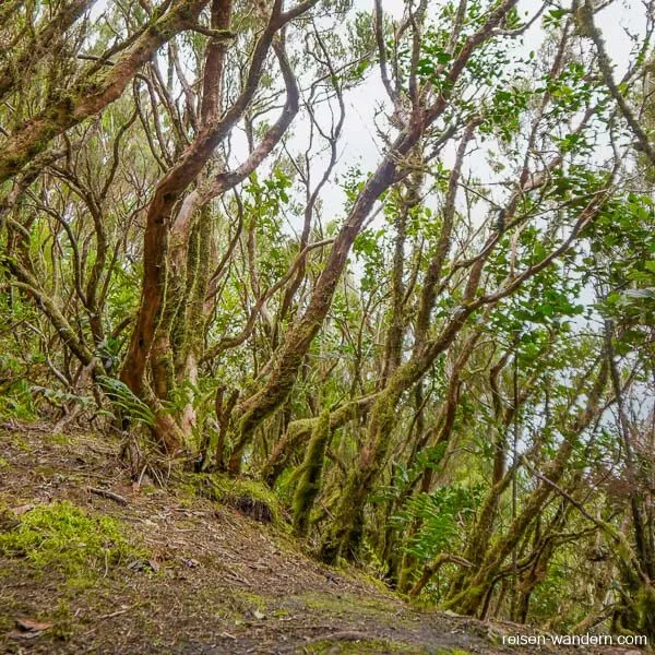Alte märchenhafte Bäume im Urwald von Chinobre