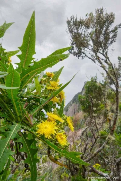 Blumen im Anaga Gebirge auf Teneriffa