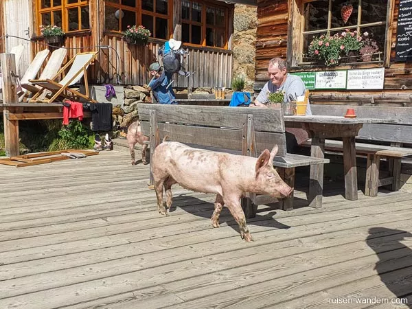 Schweine bei der Nürnberger Hütte