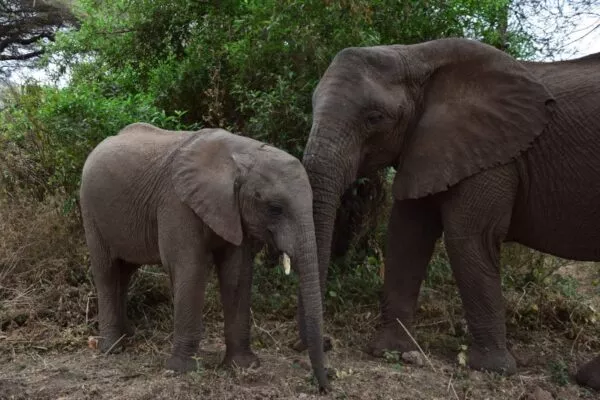 Ein Elefant und sein Junges