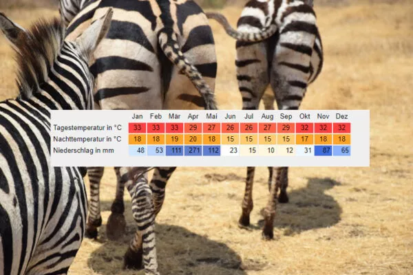 Über einem Bild mit Zebras liegt die Klimatabelle Arushas