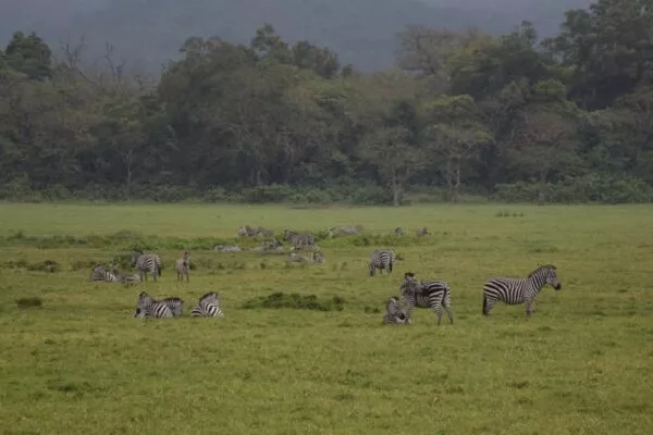 Eine Zebra-Herde steht auf einer Wiese