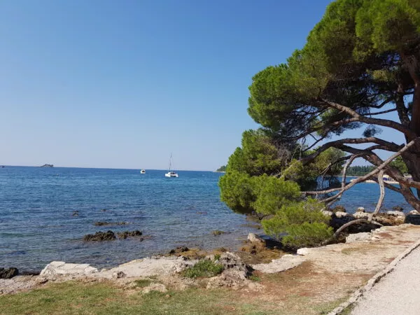 Ein Steinstrand am Meer mit einem Baum am rechten Bildrand 