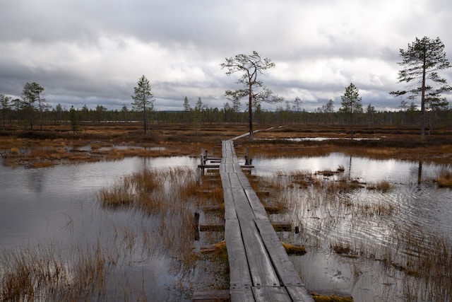 Ein Steg über sumpfige und feuchte Landschaft in einem Nationalpark Finnlands