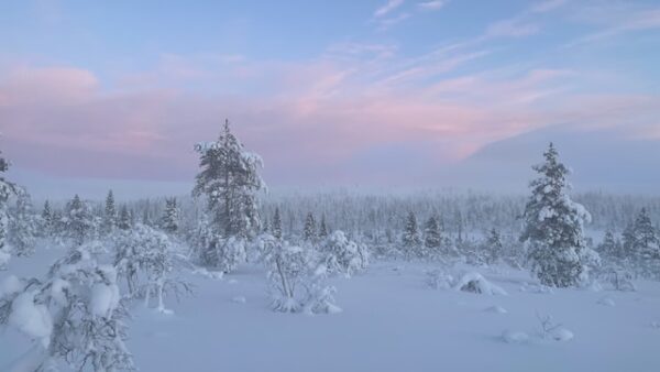 Eine Schneelandschaft in Finnland, im Hintergrund sieht man rosafarbene Wolken