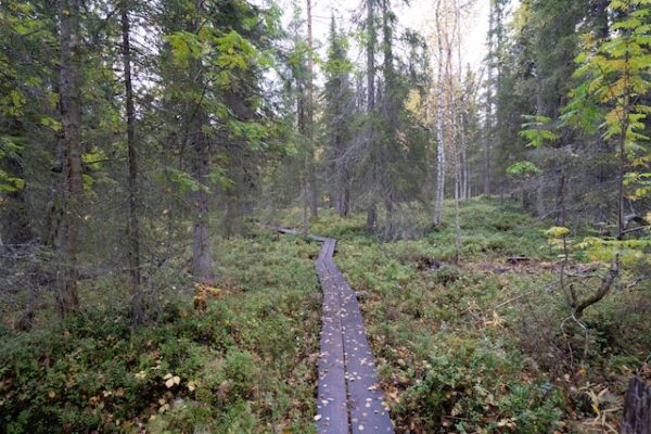 Ein Holzsteg führt durch dichtes Unterholz in einem Wald